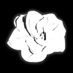 Morild Refleksblomst